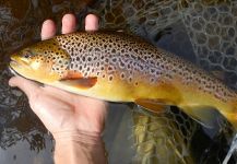 Tyler Fritz 's Fly-fishing Pic of a Loch Leven trout German – Fly dreamers 
