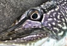 Kyle Reddies 's Fly-fishing Image of a Pike – Fly dreamers 