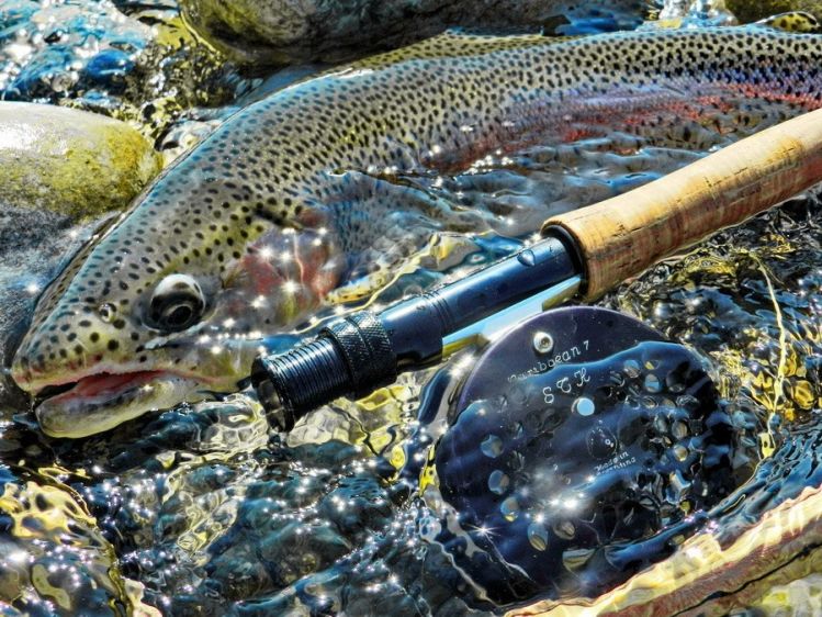 Rainbow trout Fly-fishing Situation – Musicarenje.net - Murino shared this  Pic in Fly dreamers