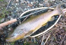 Fly-fishing Picture of German brown shared by Sebastian Dopazo – Fly dreamers