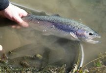 Stephane Geraud 's Fly-fishing Picture of a Rainbow trout – Fly dreamers 