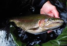 Rainbow trout caught by Uros Kristan in Krka – Fly dreamers 