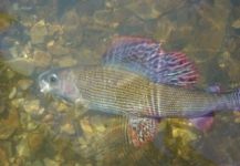 Christian Rinsche 's Fly-fishing Photo of a Thymallus arcticus – Fly dreamers 