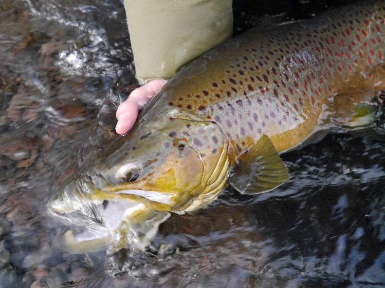 This is likely the biggest trout I will see here in Utah for a long time. Released him to get even bigger.