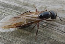  Excelente Foto de Entomología y Pesca con Mosca compartida por Fly Fishing Fanatics – Fly dreamers