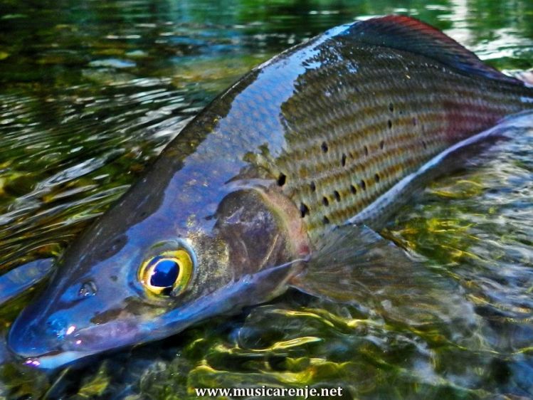 FLYFISHERS OF THE WORLD!
fly fishing trips to beautiful Montenegrin rivers - Lim and Tara. Catch wild fish, grayling, trout and huchen with us!
For more information: flyfishingmontenegro@gmail.com