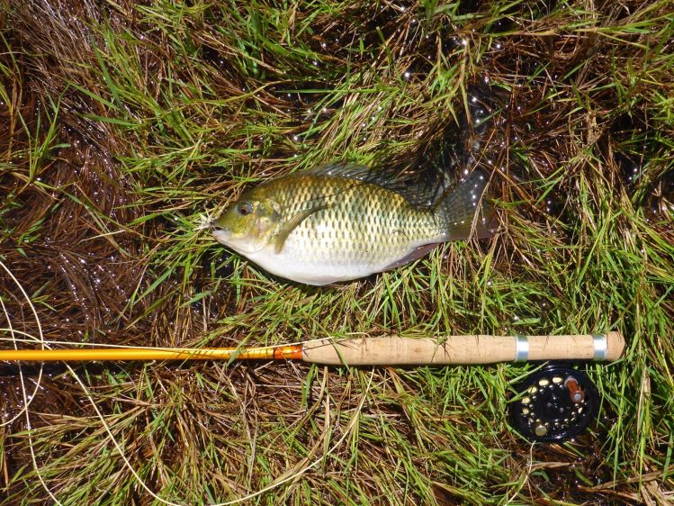 Fly fishing for tilapia