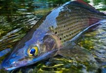 Fly-fishing Photo of Thymallus arcticus shared by Musicarenje.net  Cicko Murino – Fly dreamers 