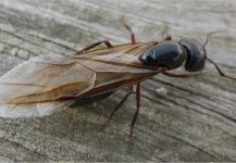  Nice Fly-fishing Entomology Pic shared by Fly Fishing Fanatics 