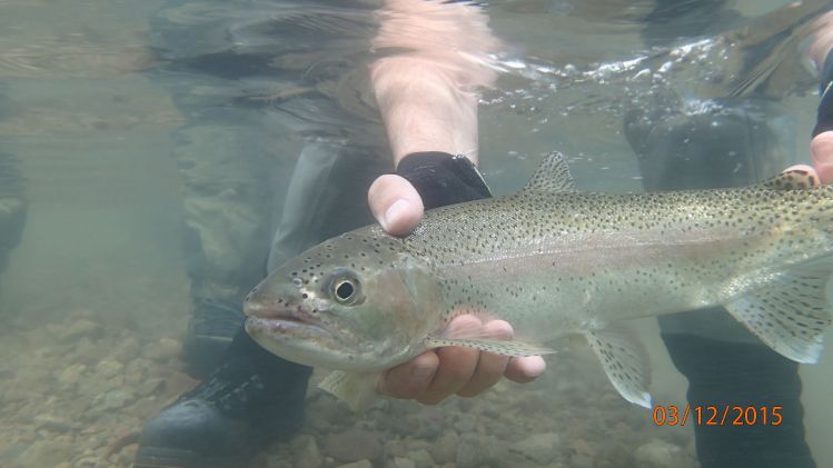 Devolución intacta de trucha Arco Iris en río Limay Medio