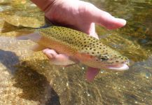  Foto de Pesca con Mosca de Trucha arcoiris por Carlos Estrada – Fly dreamers 