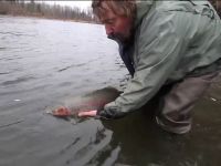Bob Clay releasing a steelhead on the Kispiox river, BC.