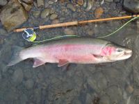 Bob Clay Steelhead and Bamboo spey  Rod.