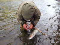 Bob Clay releasing a Steelhead.