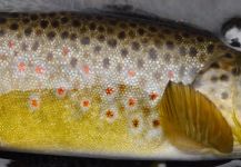 Fly-fishing Image of Brownie shared by Luke Alder – Fly dreamers