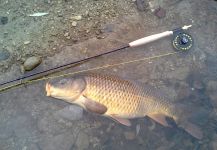 Fly-fishing Image of grass carp shared by Marco Monte – Fly dreamers