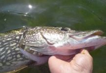Marco Monte 's Fly-fishing Pic of a Pike – Fly dreamers 
