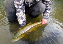 Andy  Sutherland  's Fly-fishing Photo of a German brown – Fly dreamers 