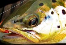 Musicarenje.net  Cicko Murino 's Fly-fishing Image of a European brown trout – Fly dreamers 