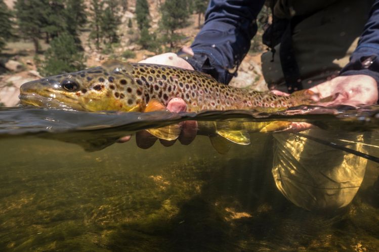 South Platte release, captured by T&amp;T Creative Pro Mark Lance.