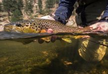 Fly-fishing Photo of Salmo fario shared by Thomas & Thomas Fine Fly Rods – Fly dreamers 