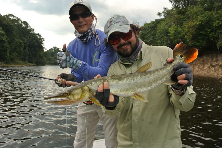 Mr. Gerson Kavamoto with Ecolodge da Barra's head guide Thiago Carrano with a very nice Bicuda, at Bararati river, Amazon, Brazil