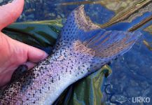 Rainbow trout - Cool Uros Kristan 's Fly-fishing Catch – Fly dreamers 