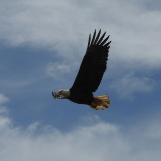 Eagle while fishing - Deep Creek Lodge