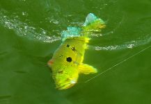 Roberto Véras 's Fly-fishing Photo of a Peacock Bass – Fly dreamers 