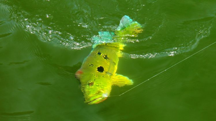 One male Açú-pinima Peacock Bass during the breeding at the clear waters of Bararati river, Amazon, Brazil