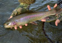Andreas Vendler 's Fly-fishing Image of a Rainbow trout – Fly dreamers 