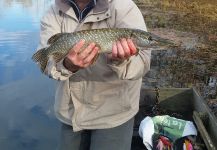  Captura de Pesca con Mosca de Lucio por Stephane Geraud – Fly dreamers