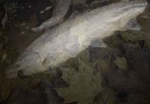 Deep Creek Lodge 's Fly-fishing Photo of a Steelhead – Fly dreamers 