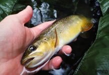 Fly-fishing Photo of English trout shared by Uros Kristan – Fly dreamers 