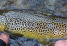 Fly-fishing Photo of Salmo fario shared by Ashley Jagoe – Fly dreamers 