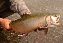  Imagen de Pesca con Mosca de Trucha de arroyo o fontinalis por Pali Etchart – Fly dreamers