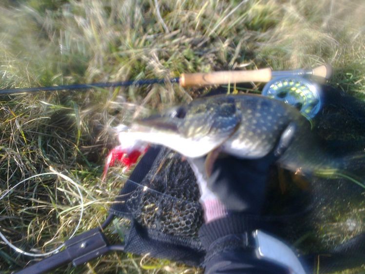 Bad photo and small fish, but New Year's Eve 2015 last fish :) 