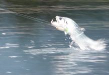  Payara o Cachorra – Situación de Pesca con Mosca – Por Roberto Véras