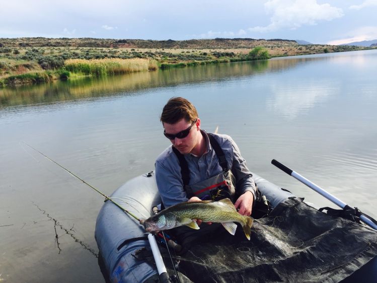 Fly caught walleye