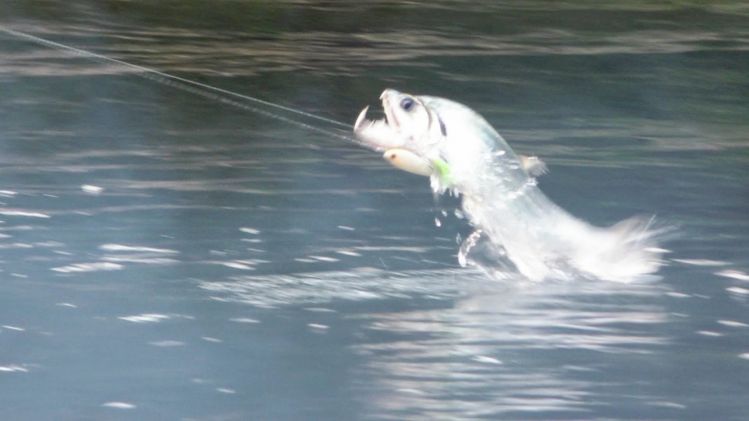 One insatiable Payara hooked up in a large fly and on a stick bait at once