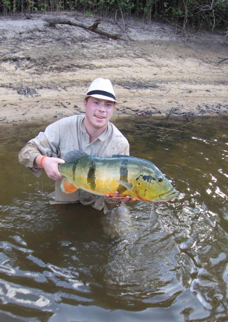 Pavon con clouser