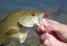 Fly-fishing Image of Smallmouth Bass shared by Luke Alder – Fly dreamers