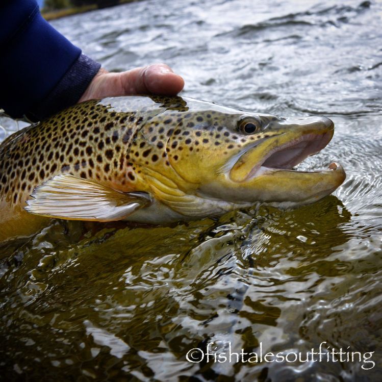 A heavy shouldered Montana brown!