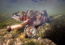 Check Out Fly-fishing Situation by Thomas & Thomas Fine Fly Rods – Fly dreamers 