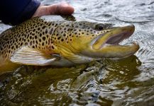 Michael Stack 's Fly-fishing Image of a Brownie – Fly dreamers 