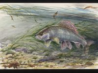 Charles Jardine Painting of a Grayling