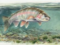 Charles Jardine painting of a Rainbow Trout.