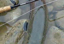 Musicarenje.net  Cicko Murino 's Fly-fishing Pic of a Danube Salmon - Hucho Hucho – Fly dreamers 