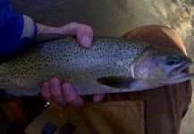 Impressive Fly-fishing Picture by Travis Slawson 