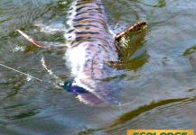 Roberto Véras 's Fly-fishing Image of a Surubi – Fly dreamers 